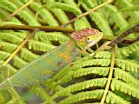 ����� ����� 